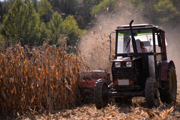 an old red tractor chopping corn in the field. mechanized agriculture in the village. maize cutter