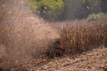 an old red tractor chopping corn in the field. mechanized agriculture in the village. maize cutter