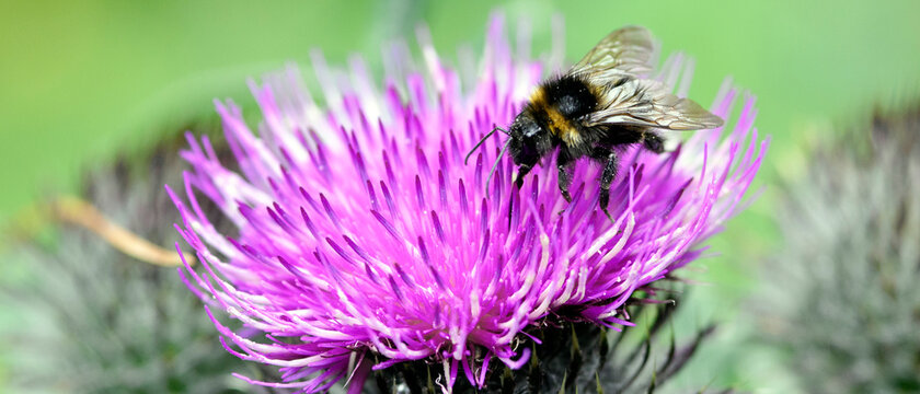 Bumblebee collects pollen from a thistle flower