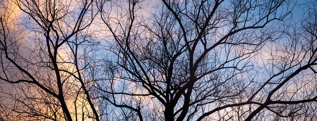 Silhouettes of a tree on the background of a beautiful winter sky