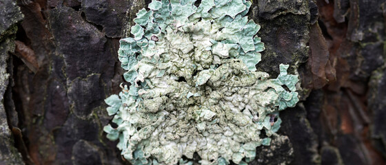 Lichen Flavoparmelia caperata on pine bark
