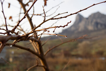 Fototapeta na wymiar A tree branch with a raindrop on the background of a mountain. 