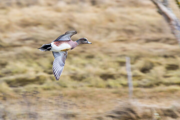 Beautiful Drake American Wigeon Duck Prepares to Land in a Refuge Pond