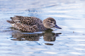 Hen Green-Winged Teal Duck Zeroes in on Tasty Emerging Mosquito Nymph