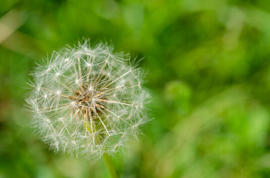 Dandelion blowball or taraxacum with seeds on a green background with beautiful bokeh 