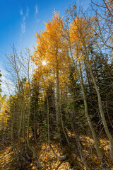Obraz premium Aspen near Lake Tahoe