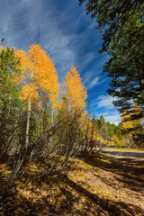 Aspen near Lake Tahoe