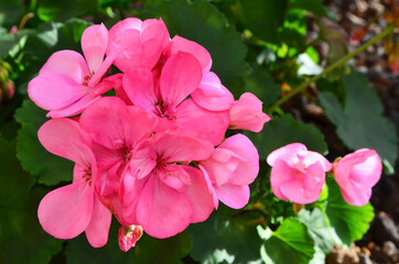 Pink geranium flowers in summer garden close up. Ivy-leaf pelargonium.Geranium Peltatum.Floral background for design.
