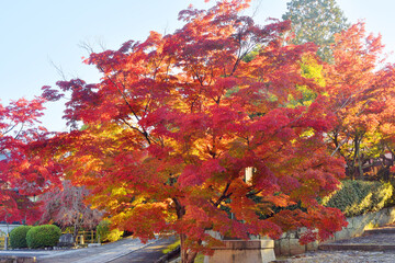 真如堂の紅葉