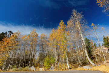 Aspen near Lake Tahoe