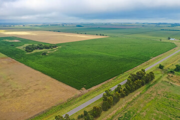 Fototapeta na wymiar Corn cultivation, Buenos Aires Province, Argentina.