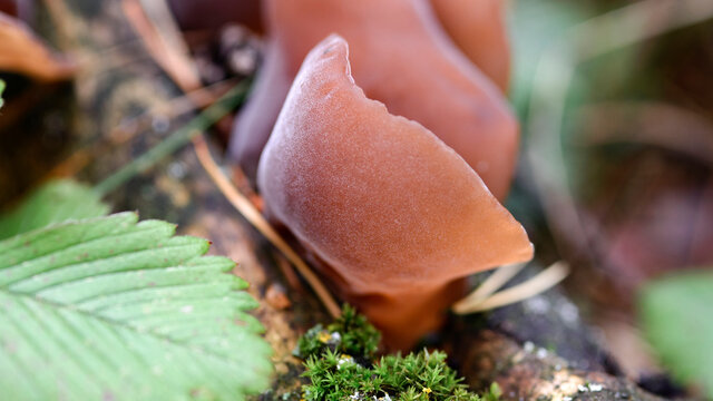 Auricularia auricula-judae grows on a fallen wood in a forest among moss
