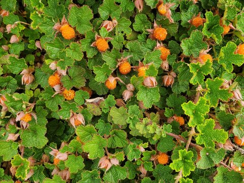 A juicey-looking patch of Pacific Northwest Salmonberries up close.