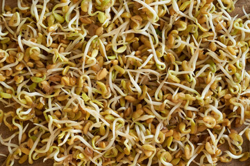 Sprouted fenugreek seeds
