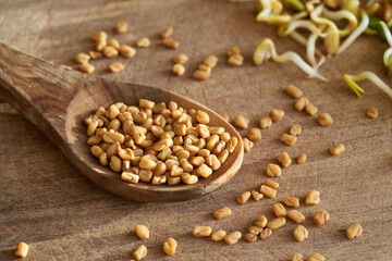 Dry fenugreek seeds on a spoon with fenugreek sprouts in the background