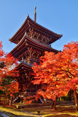 Fototapeta premium 真如堂の紅葉