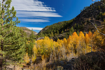 Aspen near Lake Tahoe