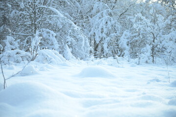 Champs de neige 1