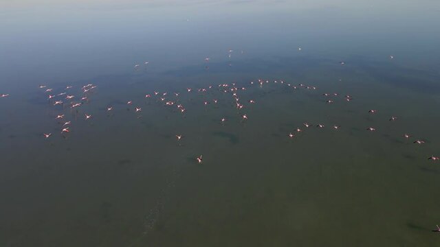 Aerial view of flamingos in lagoon of South France