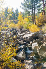 Aspen near Lake Tahoe