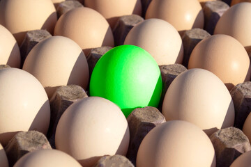 Close-up of one colored green Easter egg surrounded by common eggs. White crow. A symbol of individuality. The concept is different, stand out from the crowd.