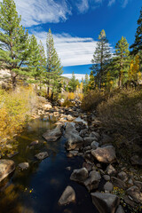 Aspen near Lake Tahoe
