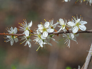 Closeup of the pretty white blossom on a thin branch of blackthorn or sloe, Prunus spinosa