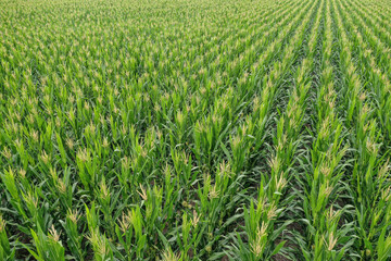 Cornfield in La Pampa Province, Argentina