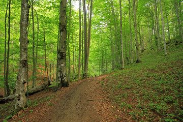 Fototapeta premium Footpath in the woods near Carynska, Bieszczady National Park, Poland