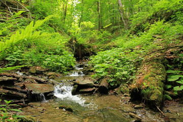 Naklejka na ściany i meble Stream in the forest near Carynska, Bieszczady National Park, Poland