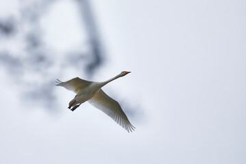 singschwan