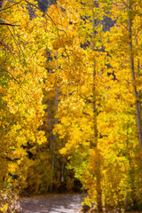 Aspen near Lake Tahoe