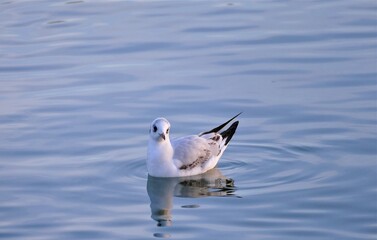 Seagulls swiming on the lake
