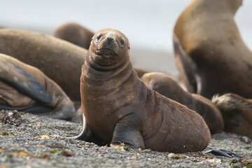Sea Lion baby, Patagonia, Argentina