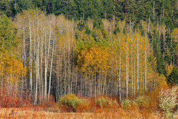 Sunny view with beautiful fall color along the Hope Valley in Lake Tahoe area