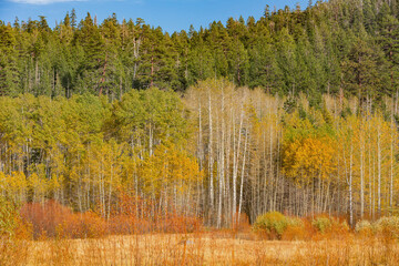 Sunny view with beautiful fall color along the Hope Valley in Lake Tahoe area