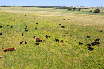  Cows silhouettes  grazing, La Pampa, Patagonia, Argentina.