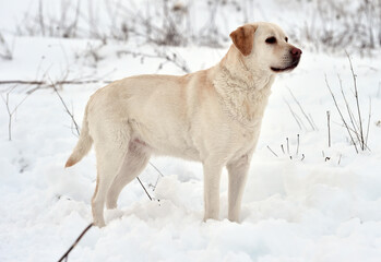 un perro labrador corriendo en la nieve