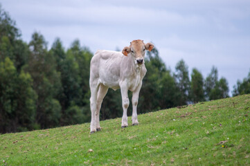 Fototapeta premium A veal grazing on the fields of Cantabria, Spain