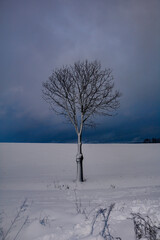 A tree in the snow in winter