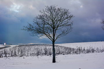 A tree in the snow with an overcast sky with street