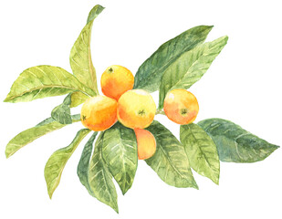 びわ　葉がたくさん　枝　水彩画