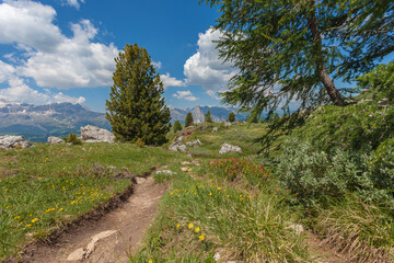 Pine and fir along a path with a beautiful summer panorama of the Dolomites in the background, Settsass, Dolomites, Italy