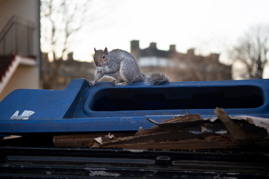 Urban Squirrel on bin