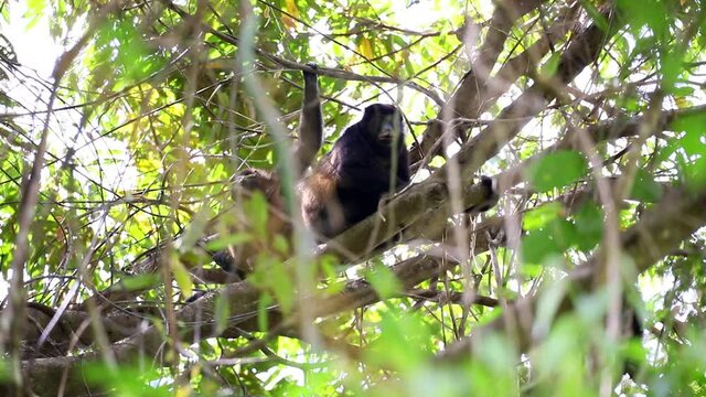 Black howler monkeys, Alouatta caraya family with baby sitting on a tree with original tone - close up Costa Rica