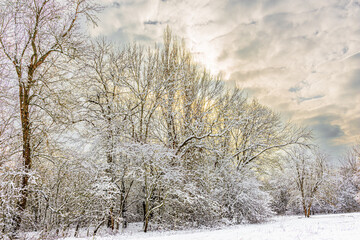 Winter landscape of the forest edge in the evening