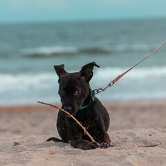A four month old puppy with black fur and slight brindle plays with a stick on the beach. Pit Bull, German Shepherd, Boxer, Bulldog, Siberian Husky, Rottweiler Mix. Space for copy