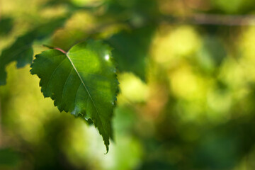 green leaves on a birch branch with unfocused sunny background - close up nature