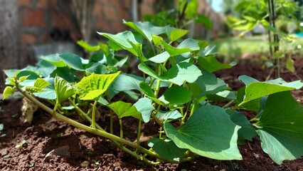 plants in a garden