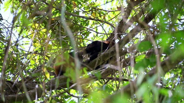 Black howler monkeys, Alouatta caraya family with baby sitting on a tree with original tone - close up Costa Rica